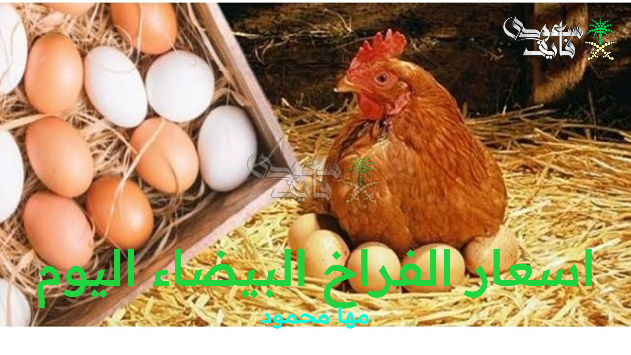 اسعار الفراخ البيضاء اليوم الخميس 11 سبتمبر 2025 وسعر البيض والكتاكيت بالأسواق المصرية