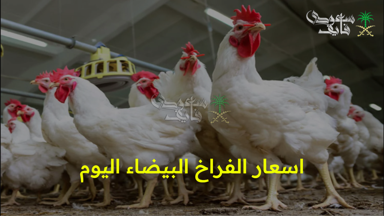 استقرار ملحوظ.. اسعار الفراخ البيضاء اليوم الجمعة 5 سبتمبر 2025 في الأسواق التجارية المصرية وبورصة الدواجن المحلية