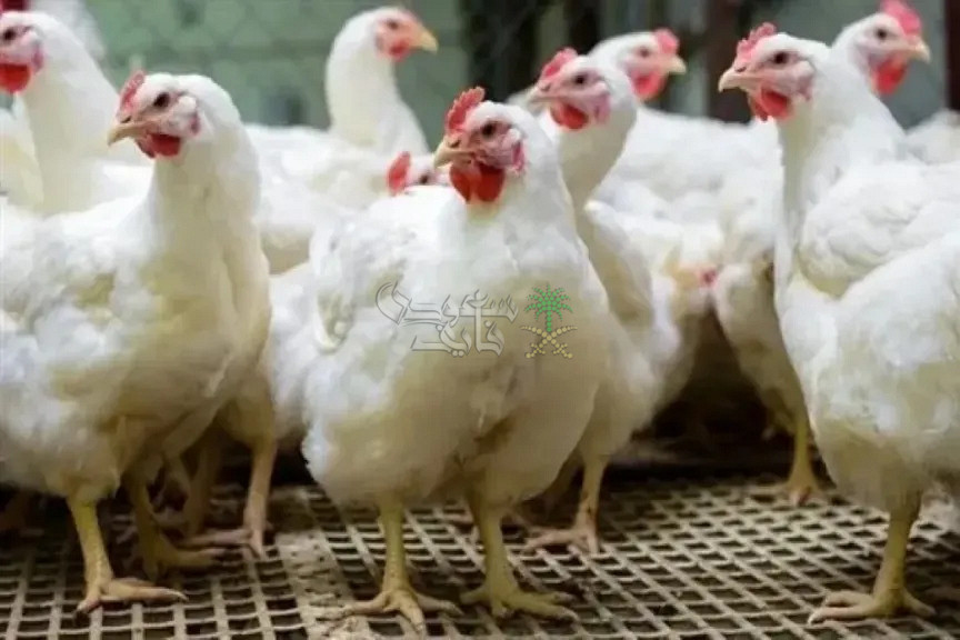 اسعار الفراخ البيضاء اليوم الأربعاء