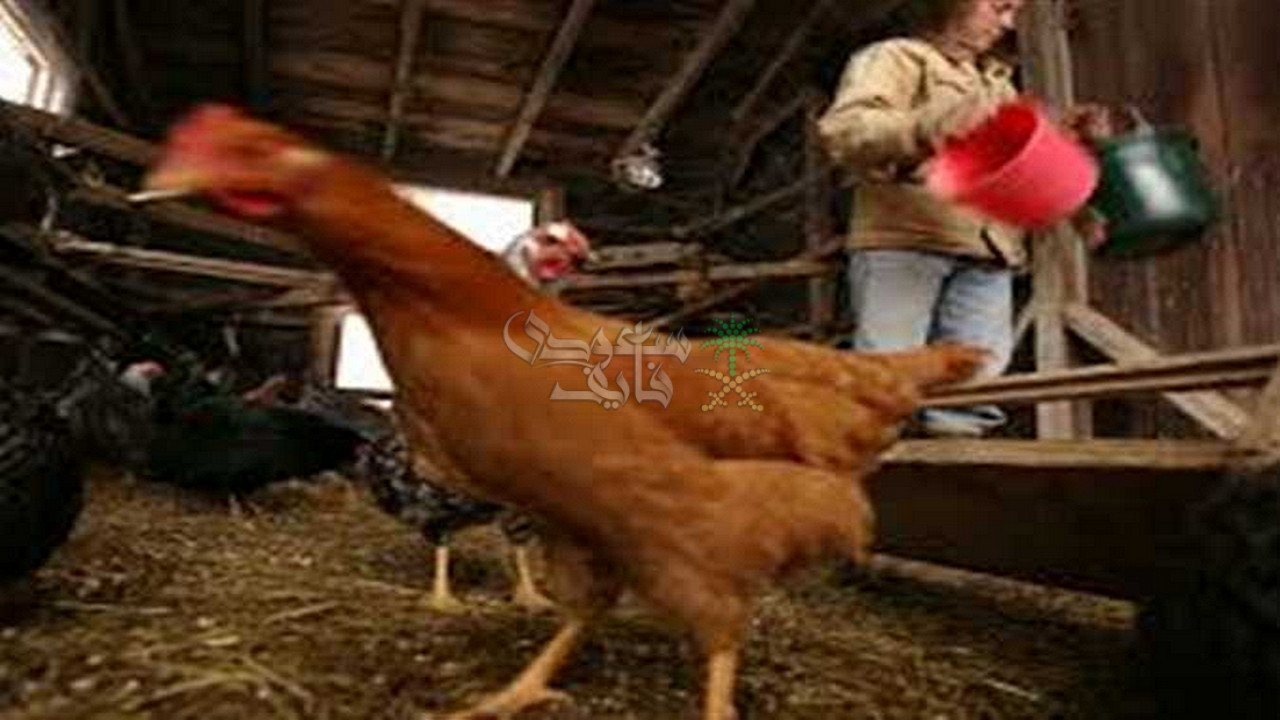 أسعار الفراخ البيضاء والبلدى وكرتونة البيض الأبيض والأحمر اليوم الثلاثاء 21 أكتوبر 2025