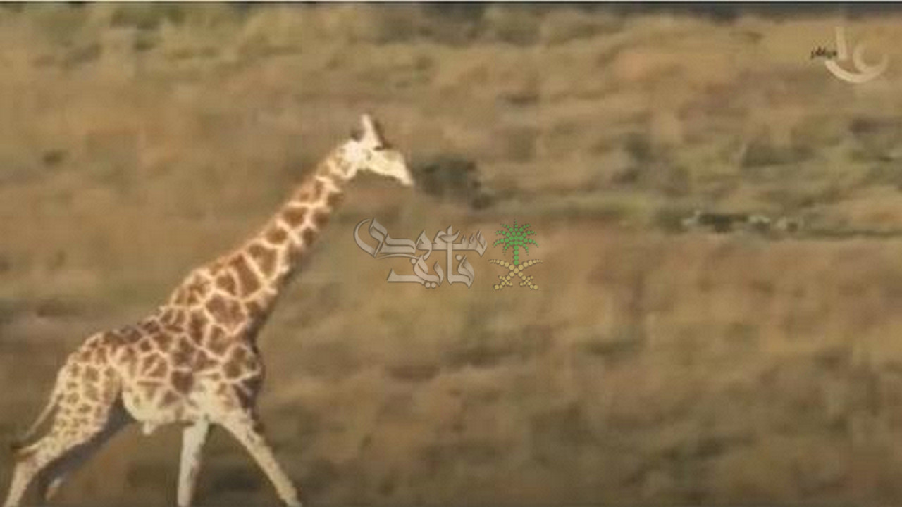 ما هي حقيقة هروب زرافة حديقة الحيوان وغرقها في نهر النيل؟