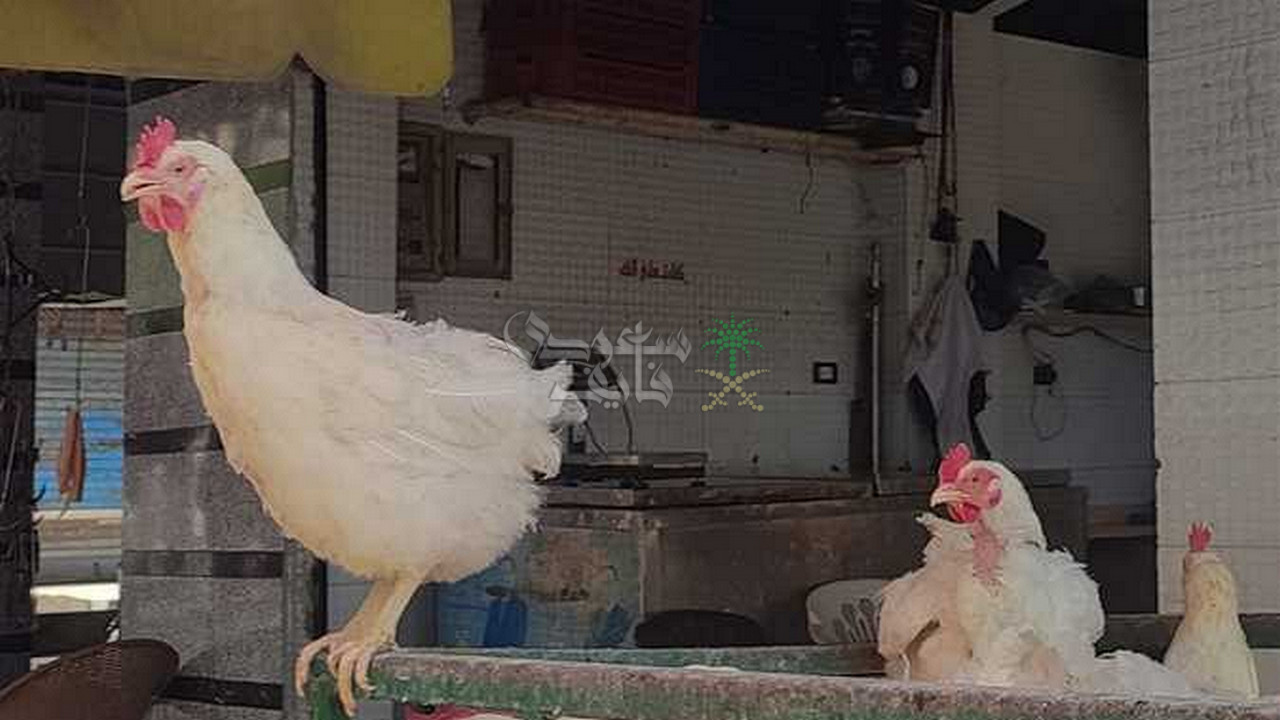 بعد تراجع سعر الفراخ البيضاء باالأسواق والمحال.. أسعار الدواجن اليوم الأحد 26-10-2025