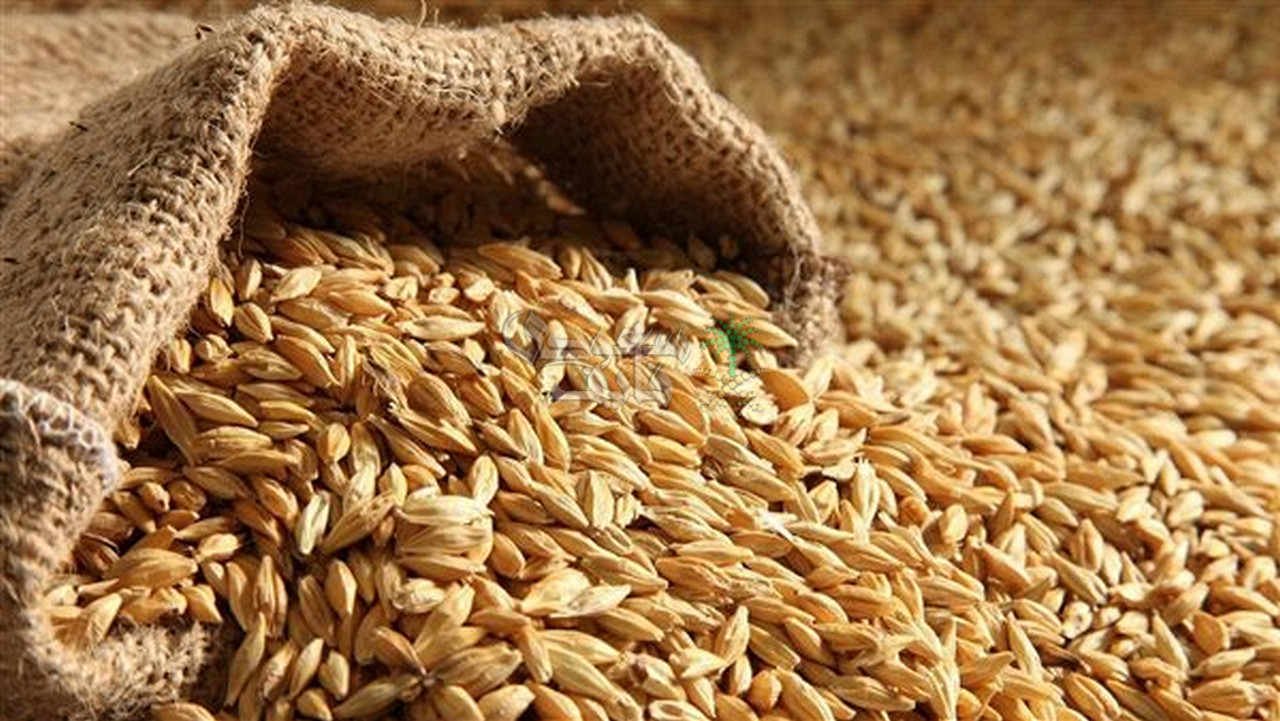 طن الشعير الآن.. سعر الأرز اليوم الأحد 26 أكتوبر 2025 في الأسواق