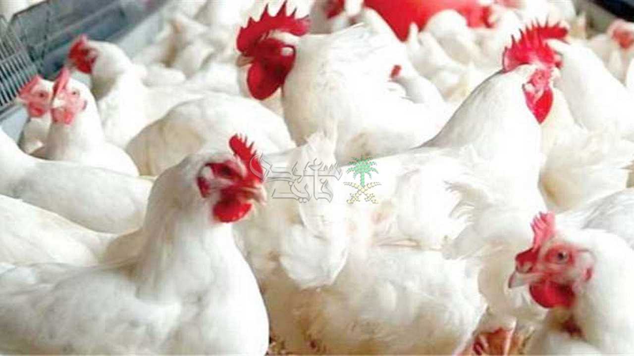 بعد هبوط سعر الفراخ البيضاء بالأسواق والمحال.. أسعار الدواجن اليوم الاثنين 27-10-2025