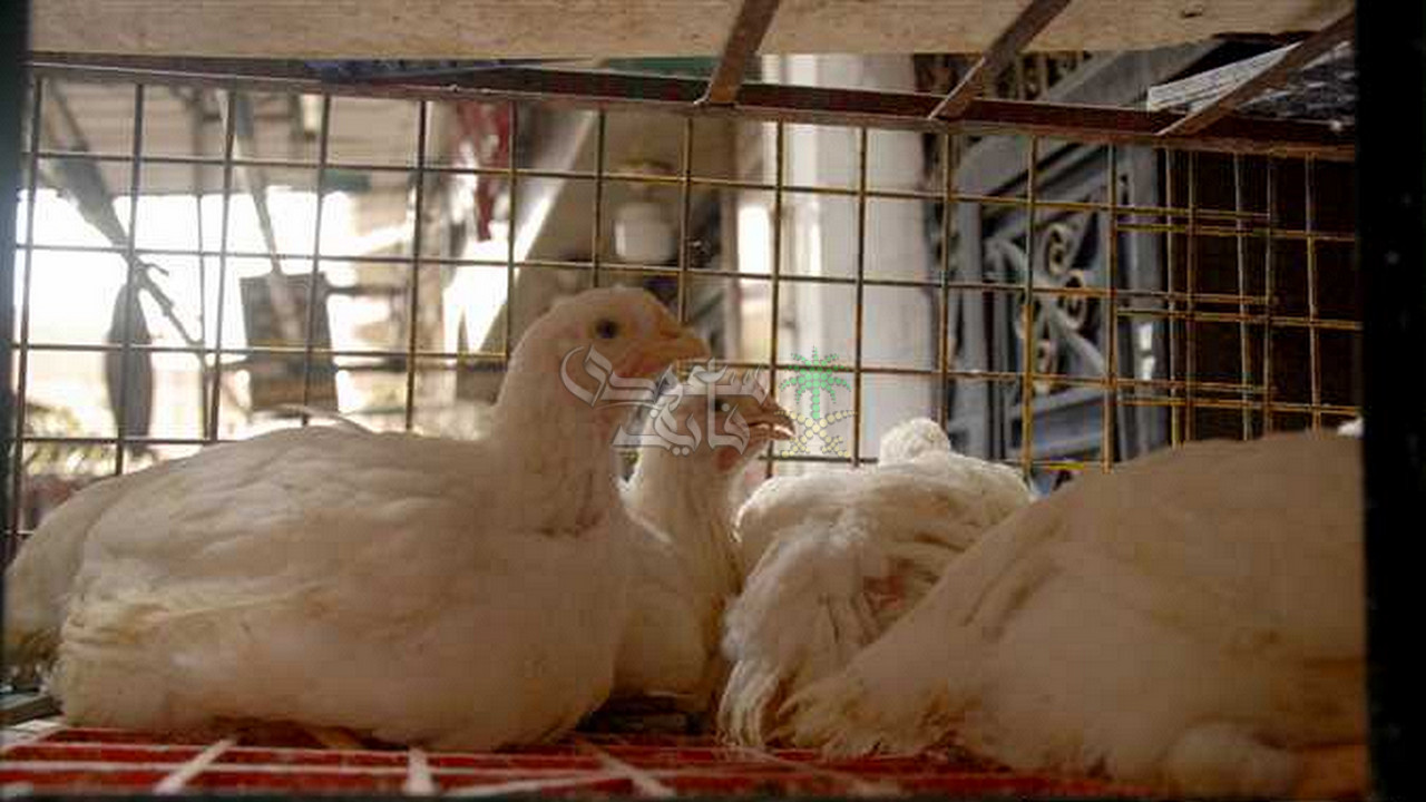 سعر الفراخ البيضاء والبلدي وكرتونة البيض بالأسواق الخميس 30 أكتوبر 2025