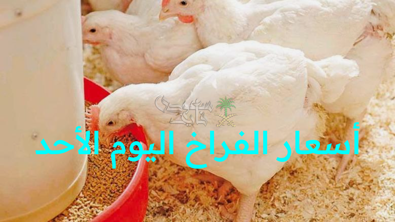 “مفاجأة بورصة الدواجن.. تذبذب أسعار الفراخ اليوم الأحد 5 أكتوبر في الأسواق للمستهلكين وسط تقلبات صادمة”