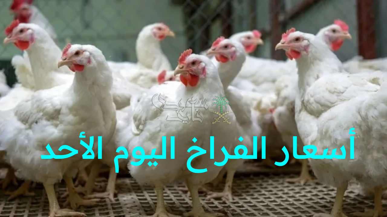 “أسعار الفراخ اليوم الأحد تفاجئ الجميع!.. تحديث تحركات بورصة الدواجن في مصر الآن”