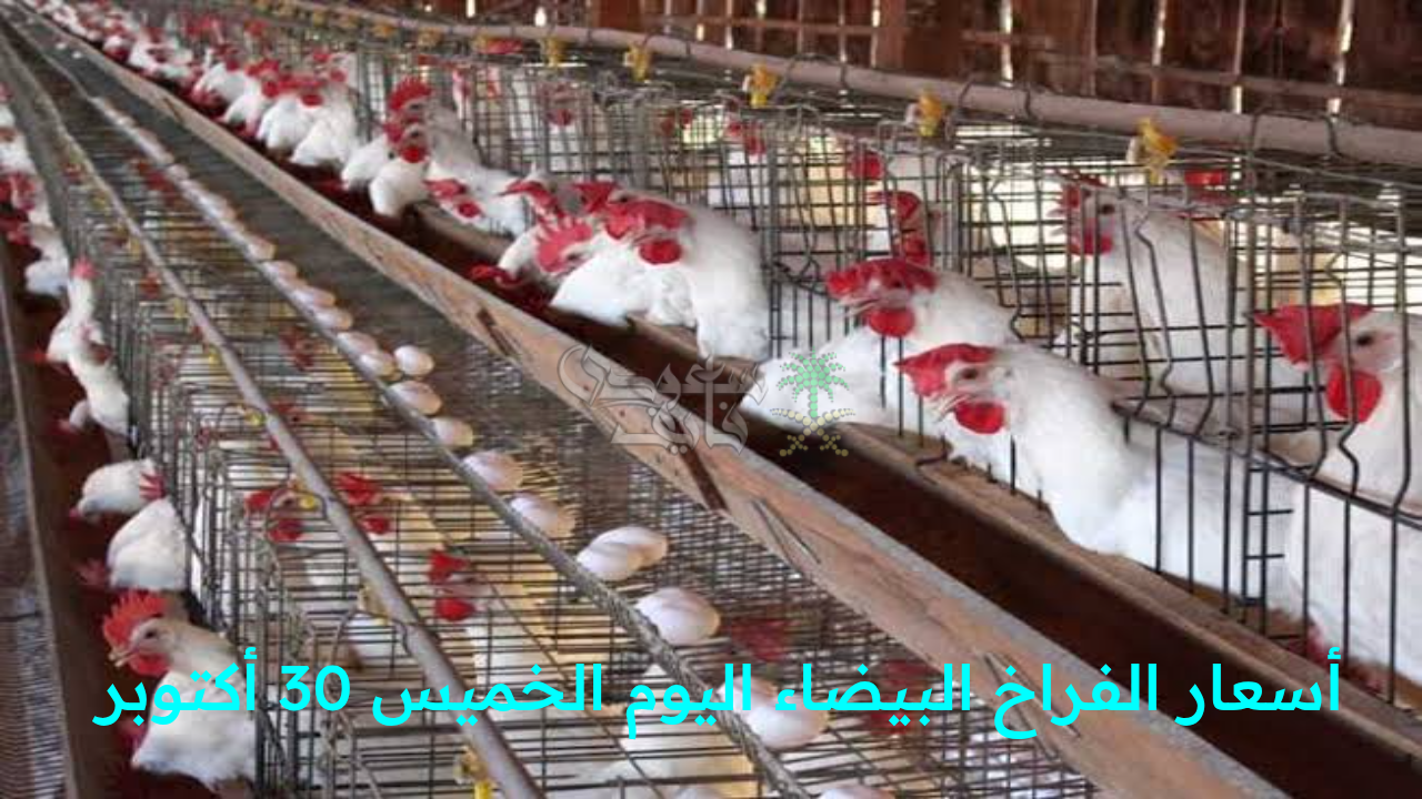 “الأسعار تشعل الجدل بين المستهلكين والتجار!.. أسعار الفراخ البيضاء اليوم الخميس 30 أكتوبر”