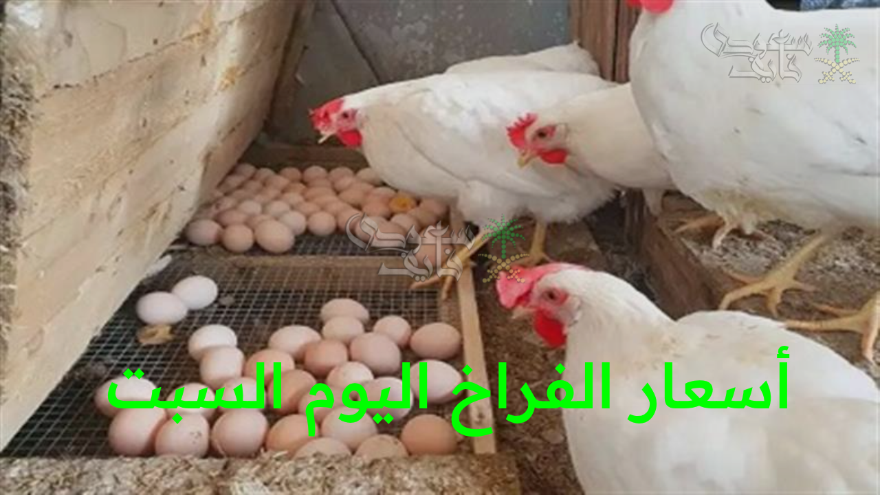ارتفاع أسعار الفراخ اليوم السبت 11 أكتوبر في الأسواق المحلية والبورصة