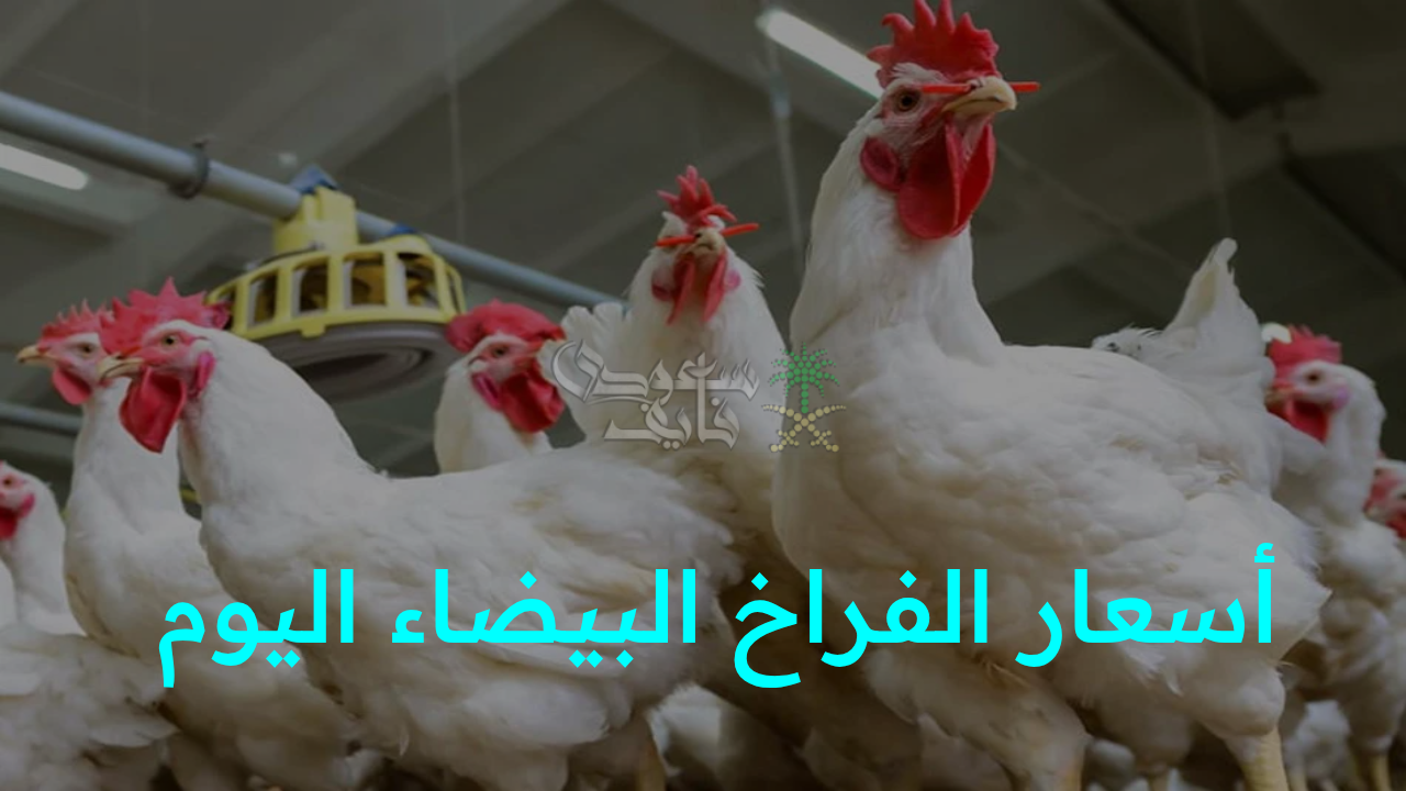 تحديث بورصة الدواجن.. أسعار الفراخ البيضاء اليوم الإثنين 13 أكتوبر.. استقرار الأسعار في الأسواق