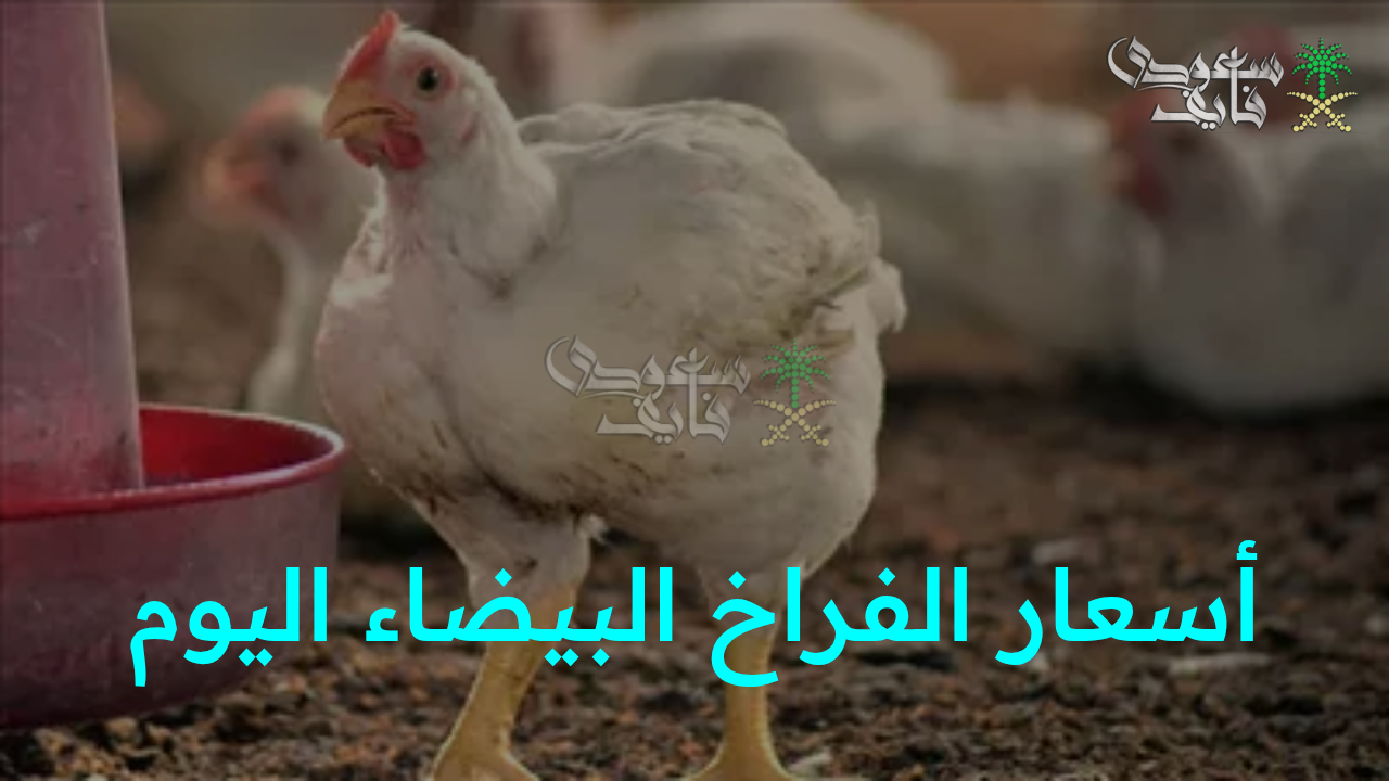 “قفزة جديدة في سوق الدواجن!.. أسعار الفراخ البيضاء اليوم الثلاثاء الموافق 21 أكتوبر في المزارع والأسواق”