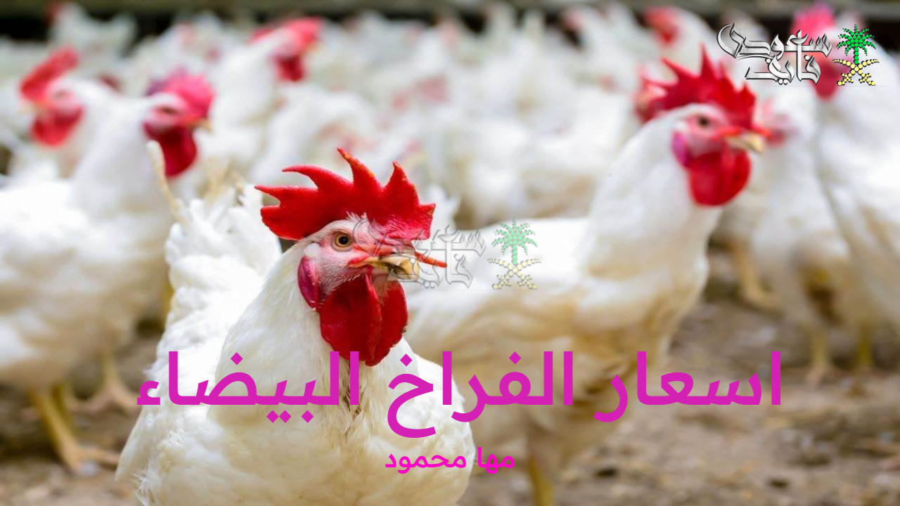 اسعار الفراخ البيضاء الأحد 12 أكتوبر 2025 وسعر البيض والكتاكيت بالأسواق المصرية