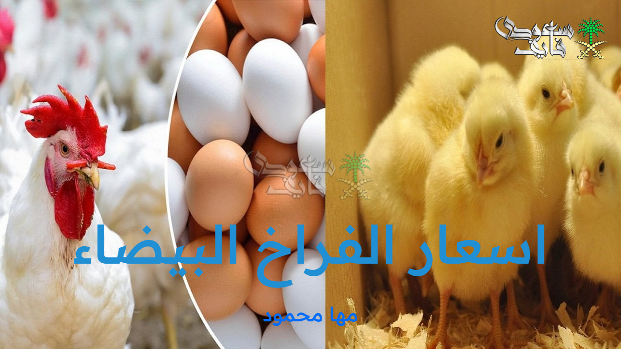 اسعار الفراخ البيضاء الأربعاء 8 أكتوبر 2025 وسعر البيض والكتاكيت بالأسواق المصرية