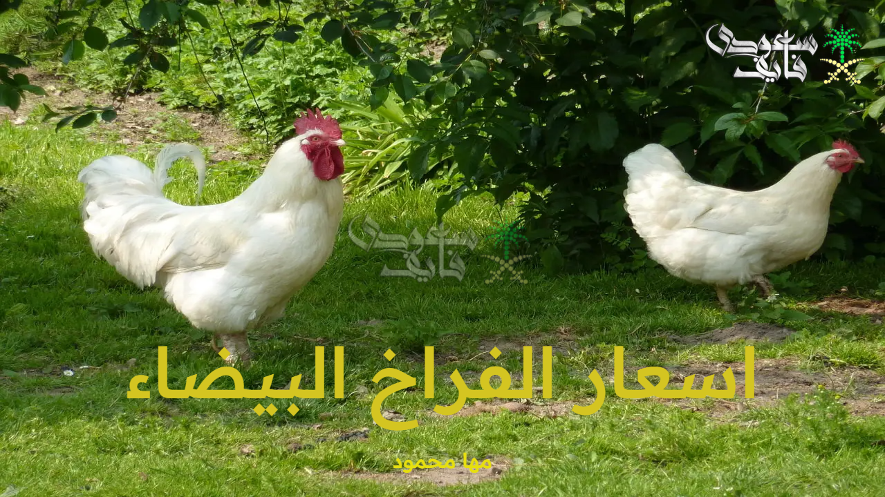اسعار الفراخ البيضاء الإثنين 13 أكتوبر 2025 وسعر البيض والكتاكيت بالأسواق المصرية