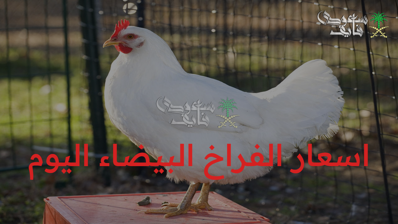 تابع قبل الشراء.. اسعار الفراخ البيضاء اليوم الأربعاء 1 أكتوبر 2025 وتحديث أسعار الدواجن والبيض والكتاكيت