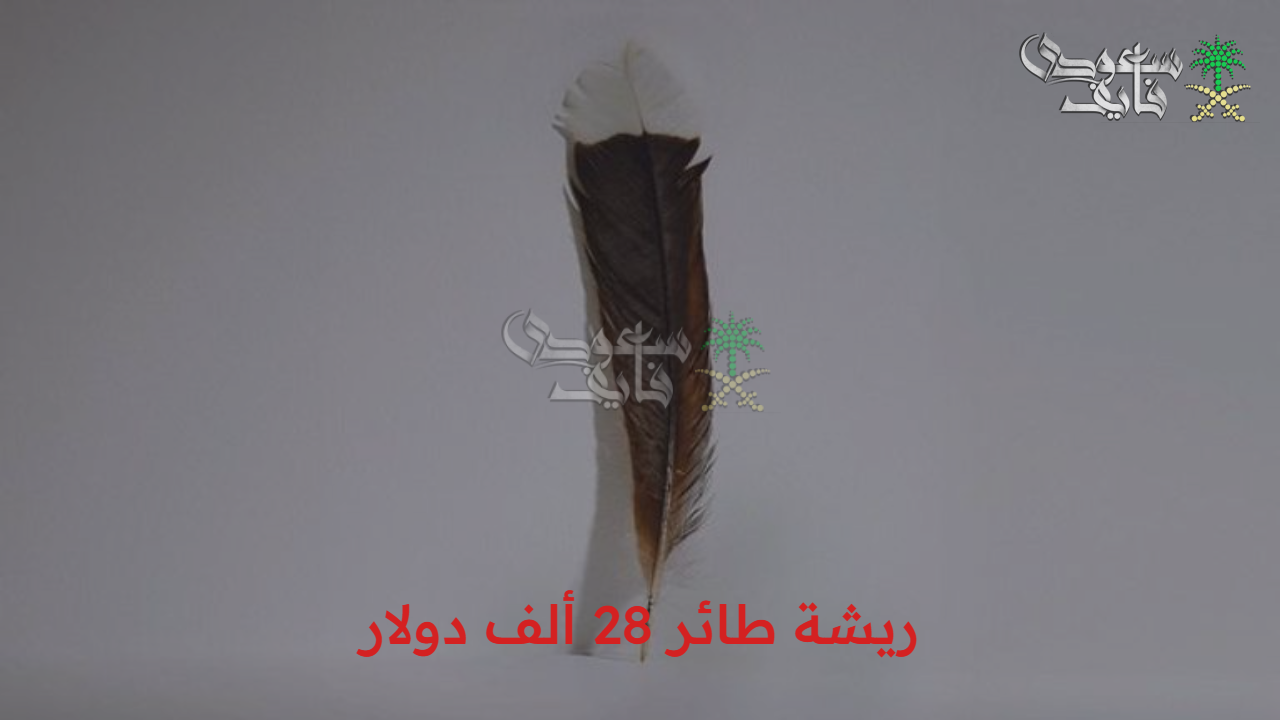 بلونها البني المتلألئ.. ريشة طائر 28 ألف دولار ومكانتها المقدسة في نيوزيلندا 
