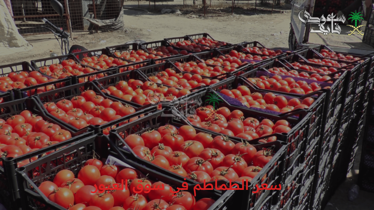 وصلت لحد فين… سعر الطماطم في سوق العبور 9/10/2025