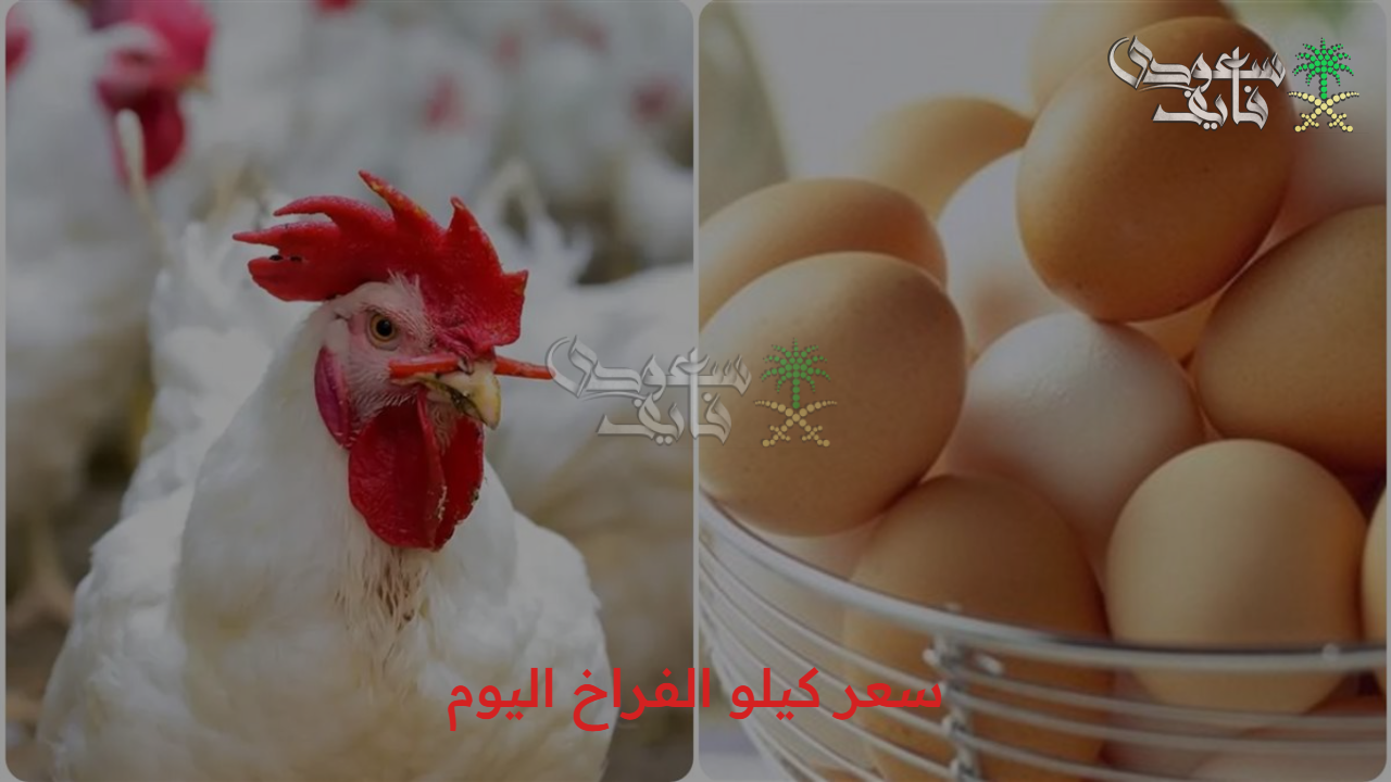 أعرف السعر النهاردة.. سعر كيلو الفراخ اليوم الأربعاء 8/10/2025 داخل الأسواق المصرية