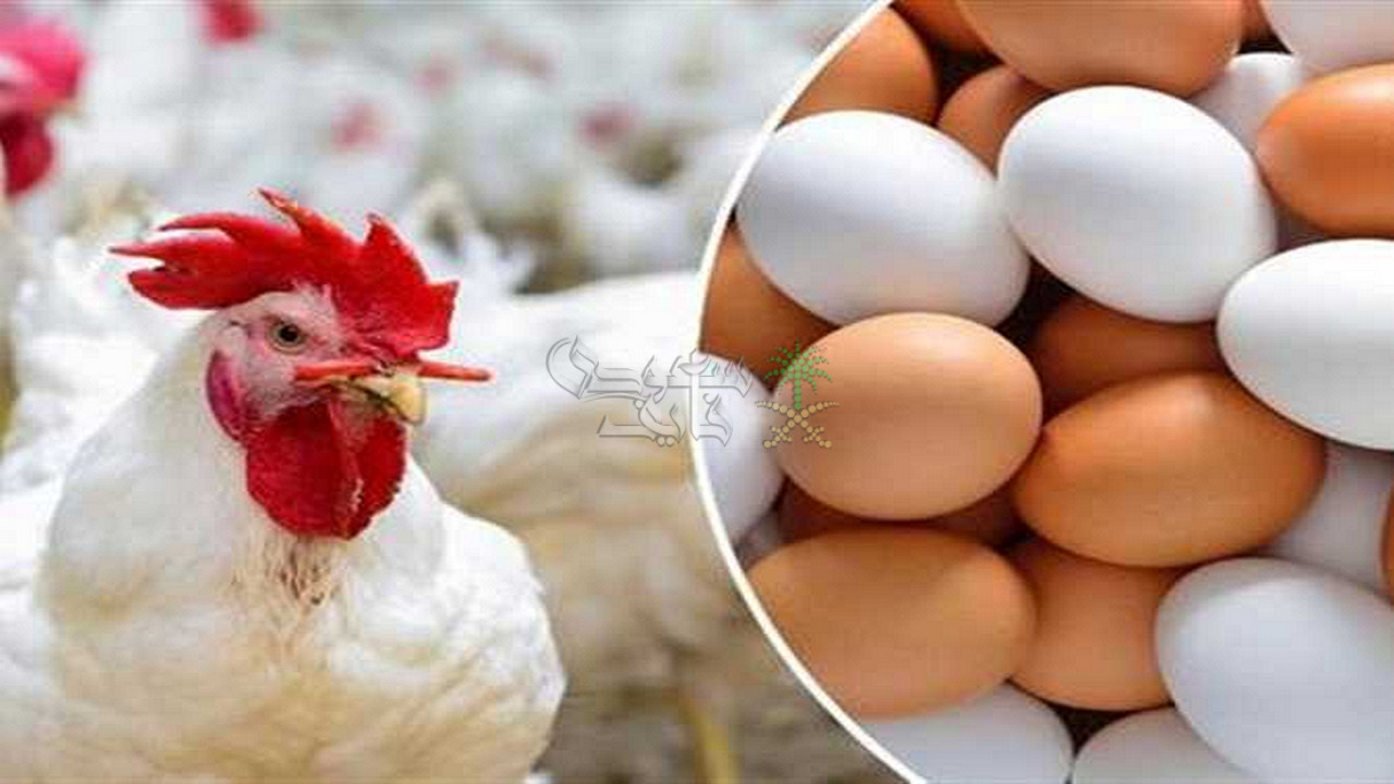 بعد انخفاض الكيلو.. سعر الفراخ البيضاء اليوم السبت 1 نوفمبر 2025 في بورصة الدواجن