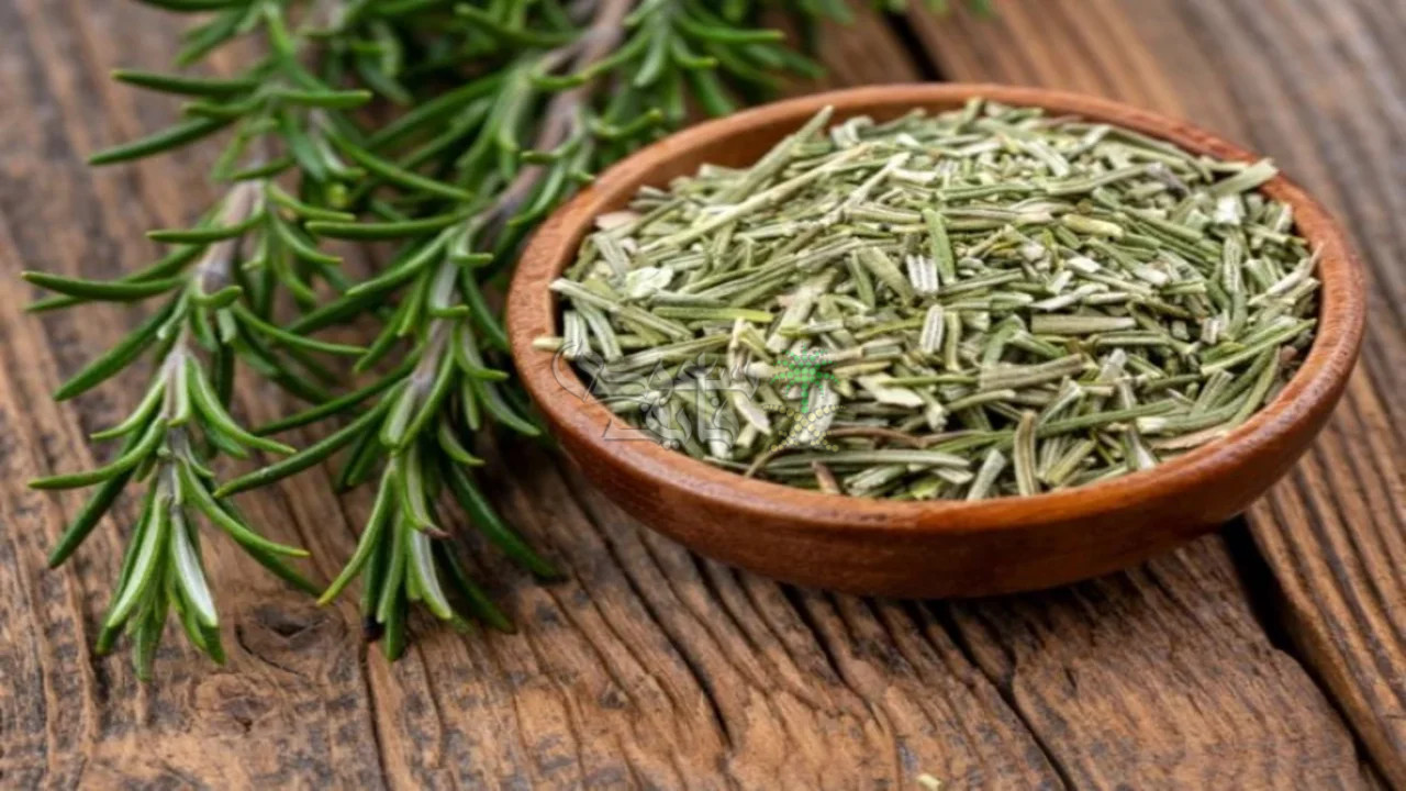 نبات معجزة هيرجعك شباب