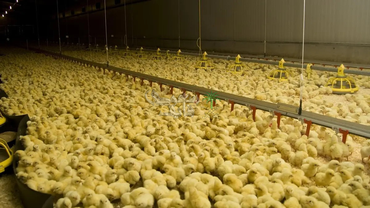 سعر الكتاكيت اليوم في مصر.. تحديث جديد بشأن الاسعار الاربعاء 19-11-2025