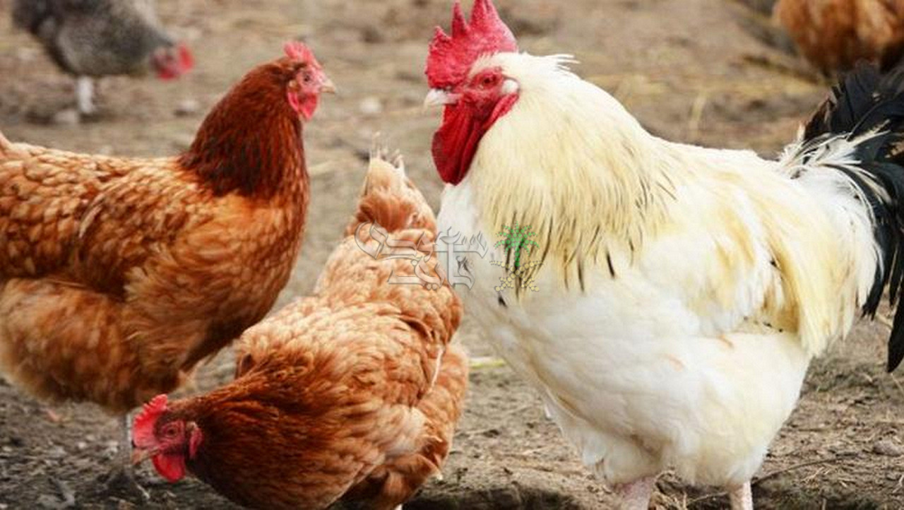 اسعار الفراخ البيضاء في بورصة الدواجن اليوم الاثنين.. البيض وصل كام؟