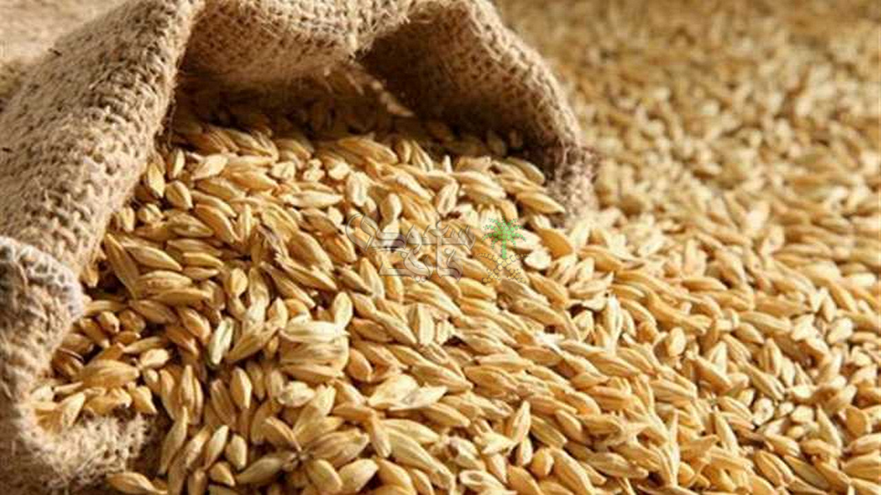 أسعار الأرز الشعير
