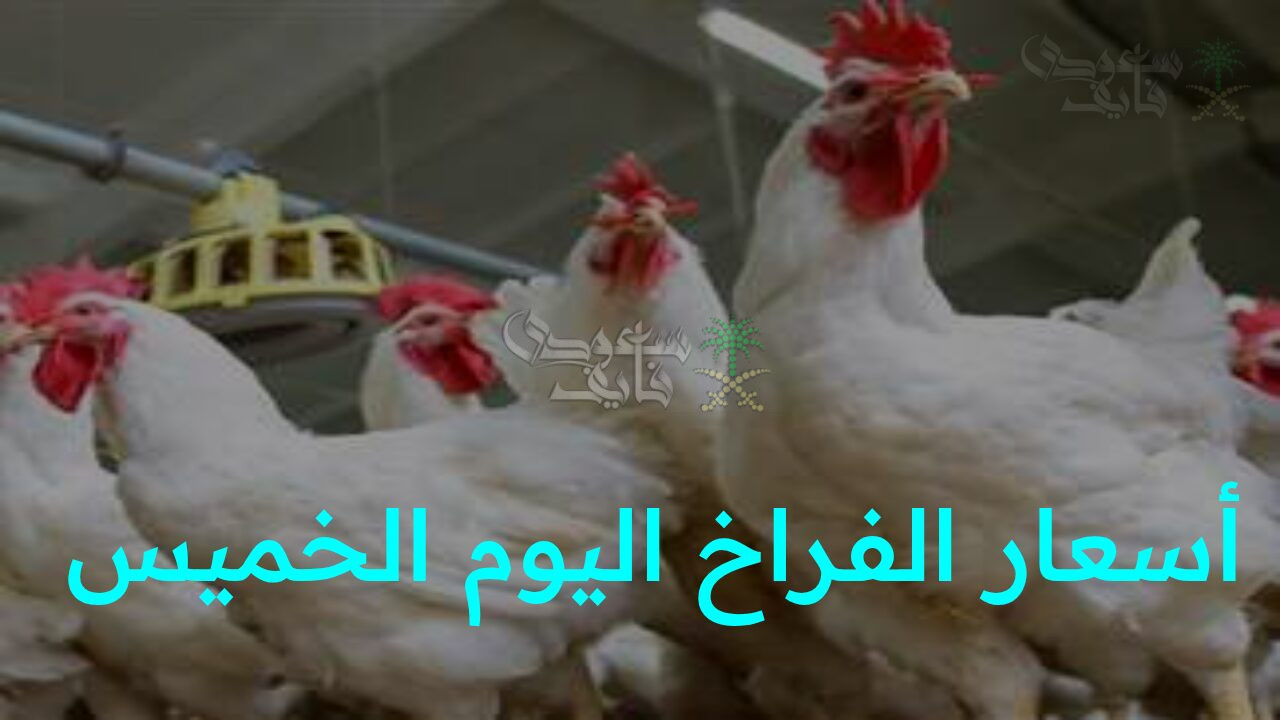 “استقرار يحير التجار.. تحديث أسعار الفراخ اليوم الخميس 6 نوفمبر وسعر كرتونة البيض في السوق الآن”