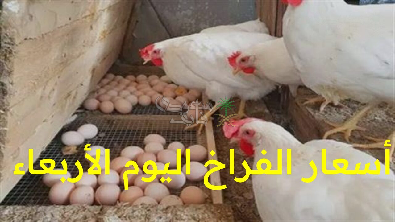 “مفاجأة بورصة الدواجن اليوم… أحدث تحركات أسعار الفراخ اليوم الأربعاء والكتاكيت والبيض في الأسواق المصرية!”