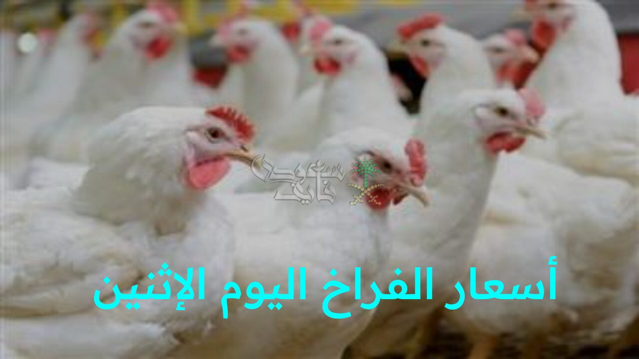 تحديث أسعار الفراخ اليوم الإثنين 17 نوفمبر في المزارع والأسواق