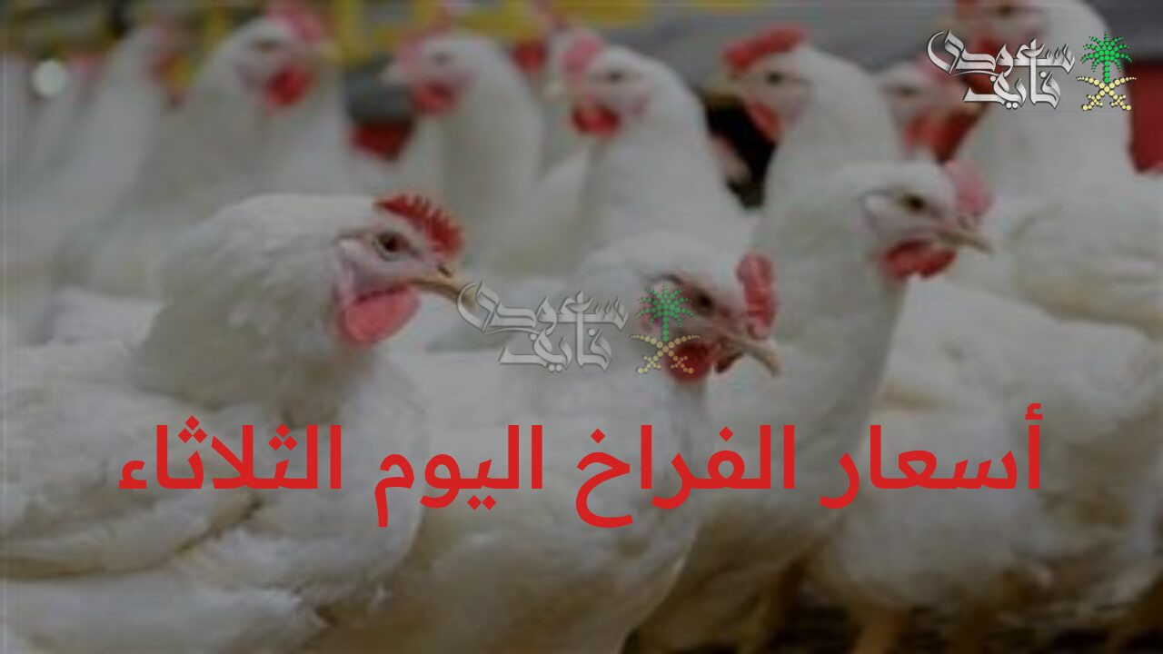 “بعد تراجع سعر الكيلو.. أسعار الفراخ اليوم الثلاثاء 18 نوفمبر في البورصة والأسواق”
