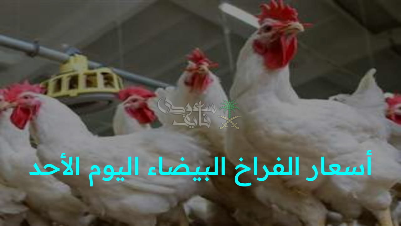 “مفاجآت في بورصة الدواجن!.. أسعار الفراخ البيضاء اليوم الأحد 2 نوفمبر في الأسواق تثير الجدل في الأسواق”