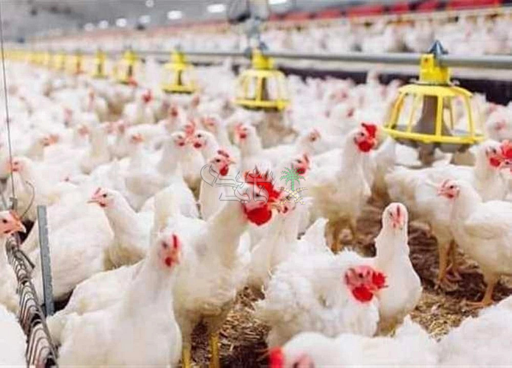 أسعار الفراخ البيضاء