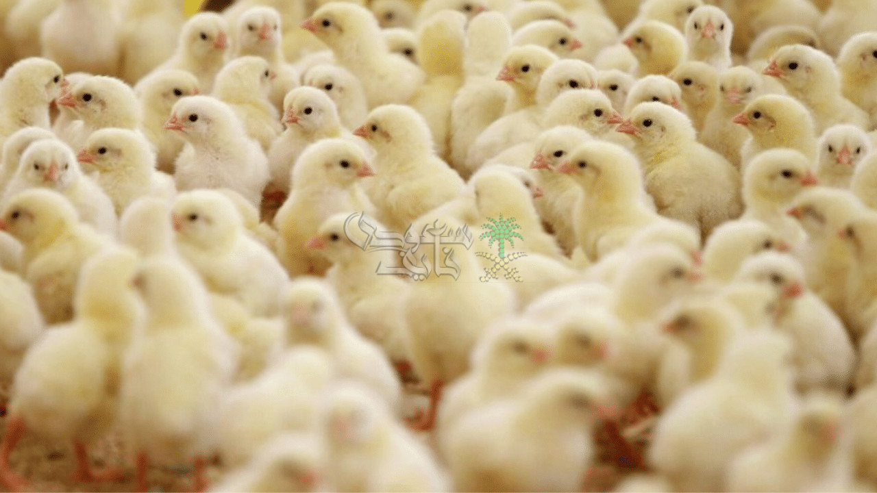 سعر الكتكوت الابيض اليوم