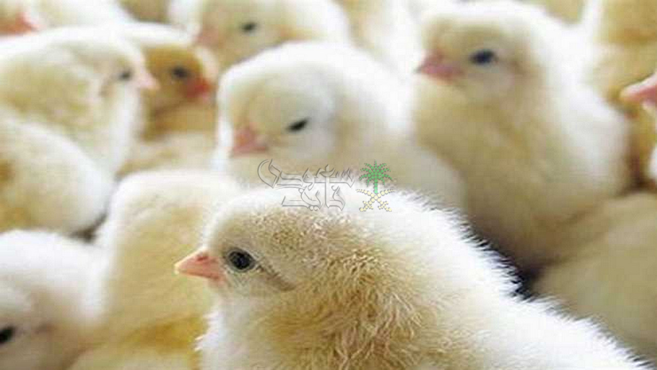 سعر الكتكوت الابيض اليوم السبت 6 ديسمبر 2025.. عمر يوم وصل كام؟