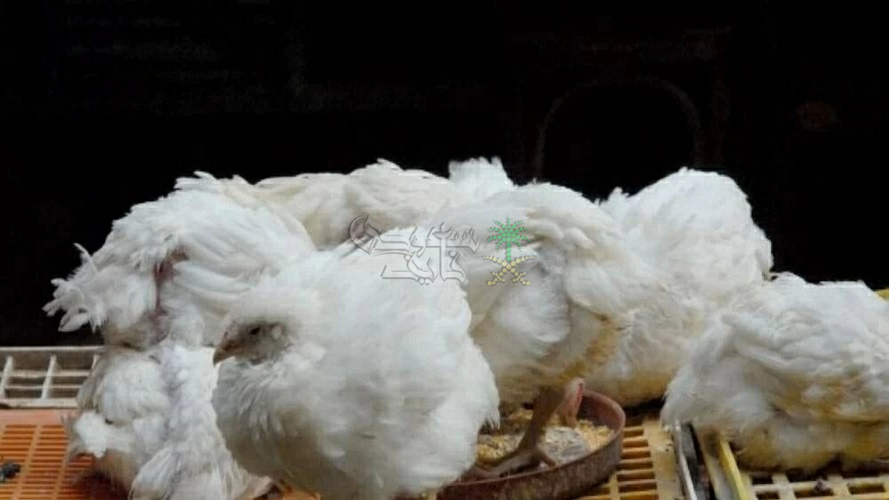 أسعار الفراخ البيضاء اليوم الثلاثاء 9-12-2025 في بورصة الدواجن والأسواق