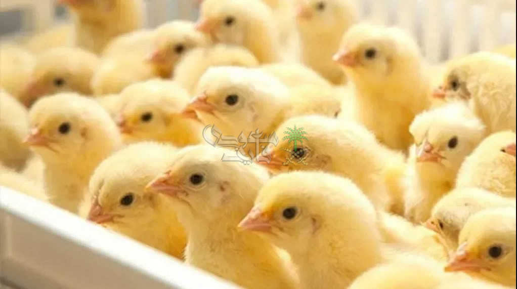 وصل كام؟.. سعر الكتكوت الأبيض اليوم الثلاثاء 9-12-2025 في بورصة الدواجن