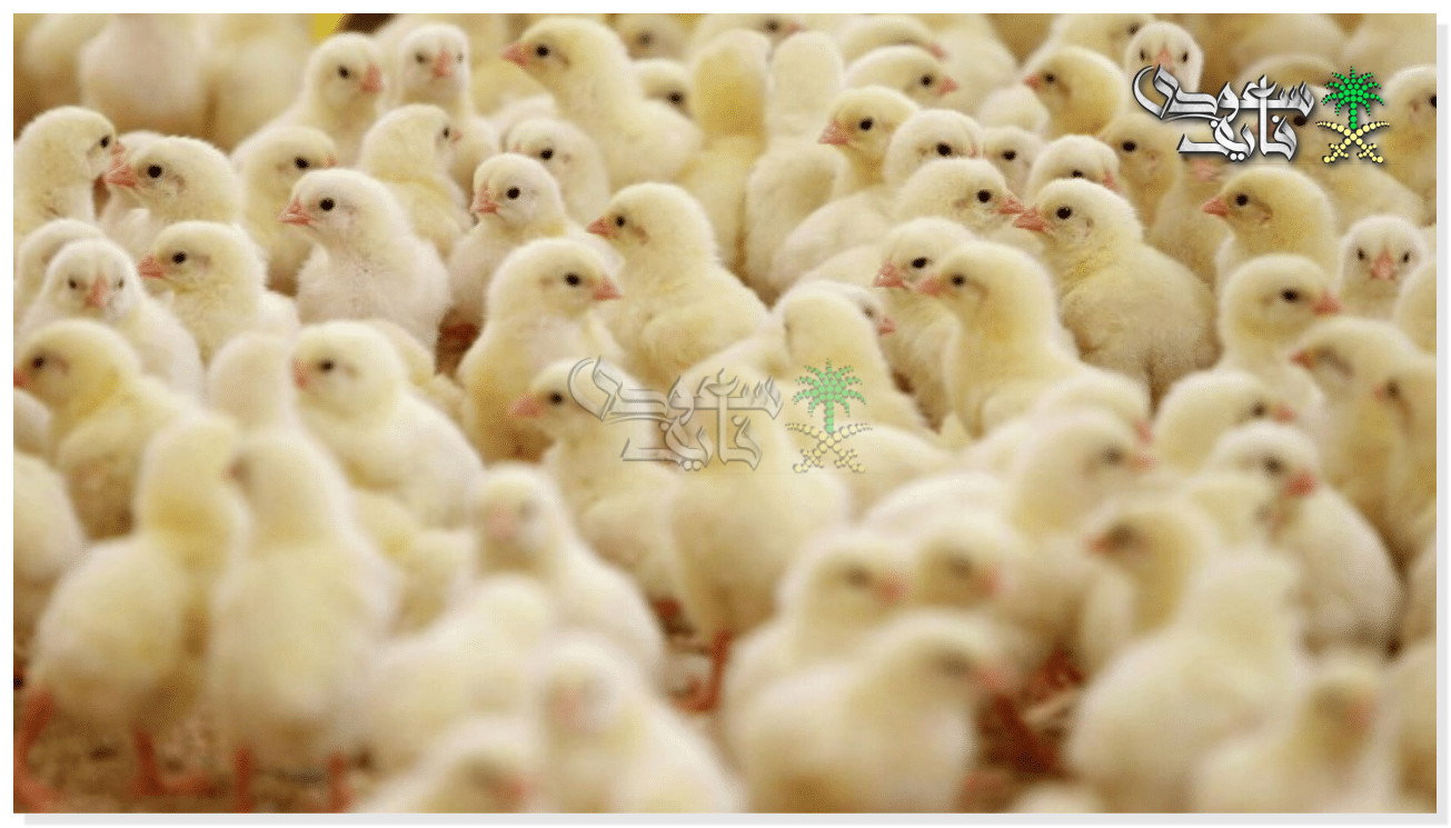 عمر يوم وصل كام؟.. سعر الكتكوت الابيض اليوم الخميس 11-12-2025 في الاسواق