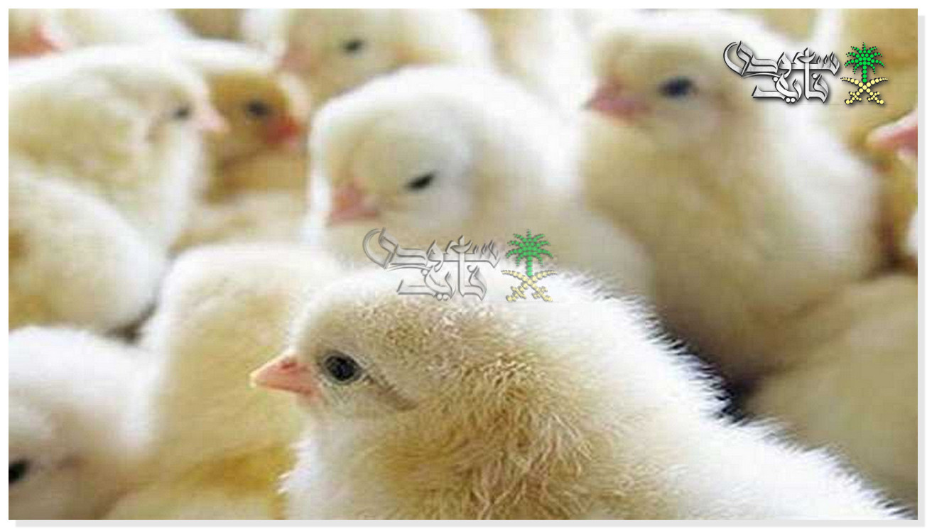 سعر الكتكوت الابيض اليوم الخميس