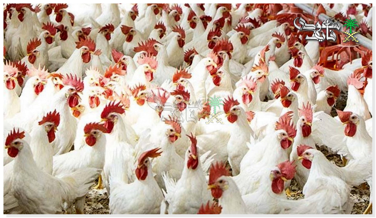 سعر كيلو الفراخ البيضاء اليوم الاثنين 15-12-2025.. نشتري ولا نستنى شوية؟