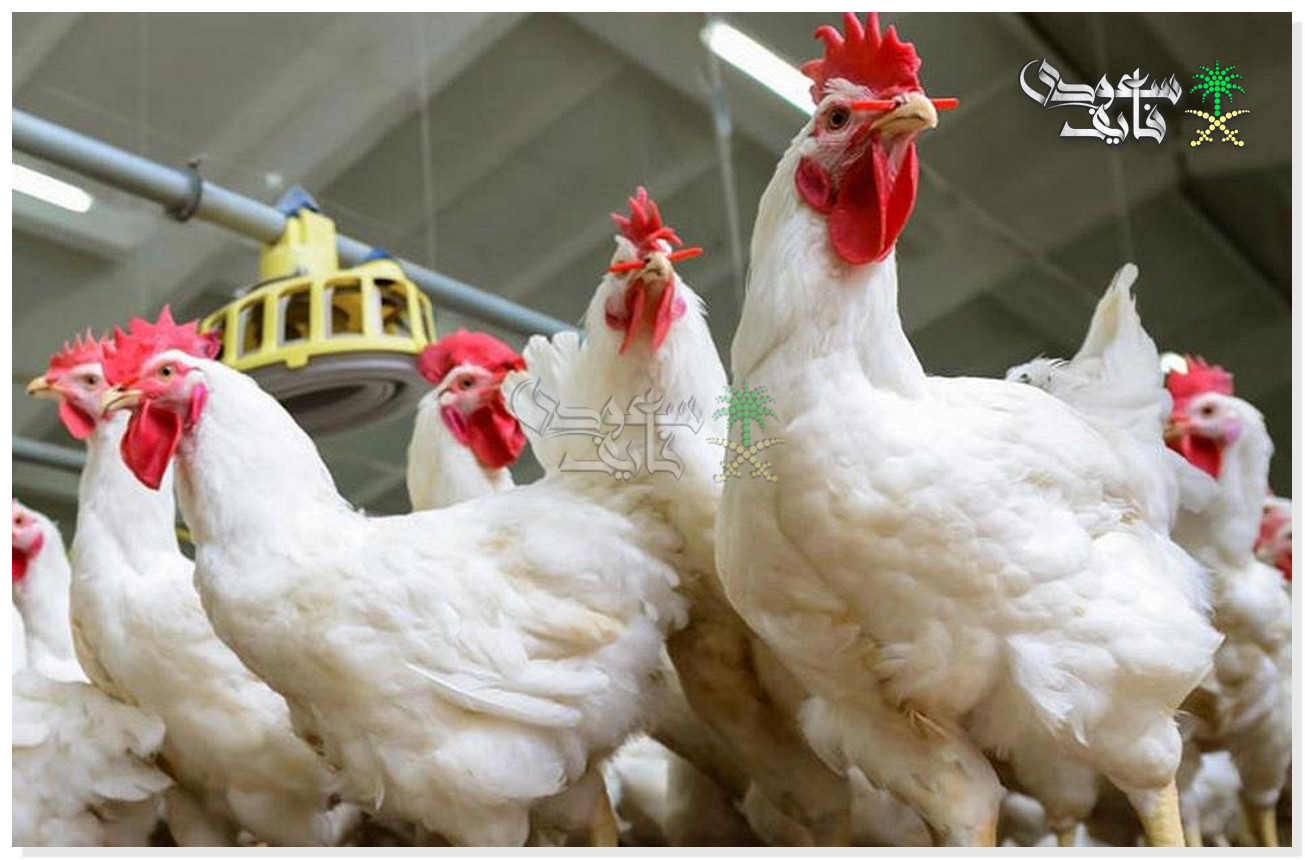 سعر كيلو الفراخ البيضاء