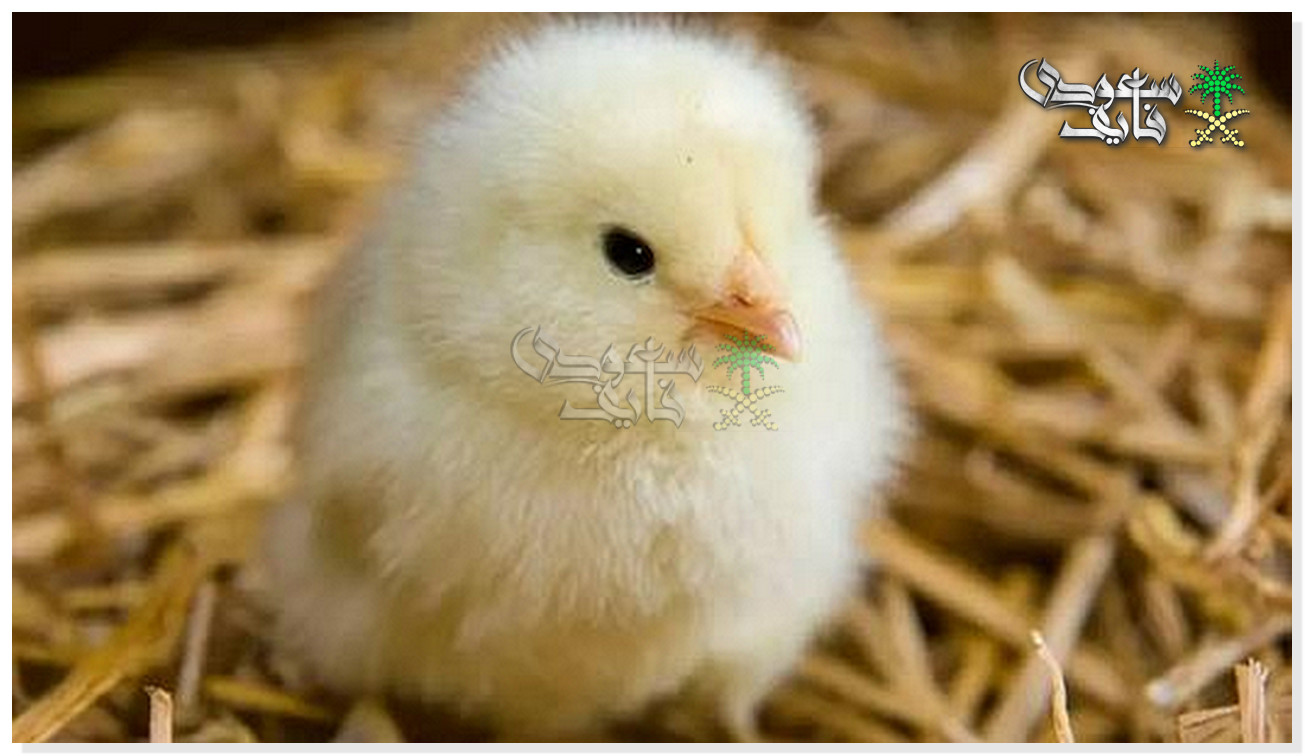 سعر الكتكوت الابيض