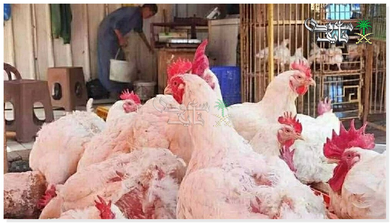 أسعار الفراخ البيضاء والبيض اليوم الأربعاء 24-12-2025 في الأسواق المصرية
