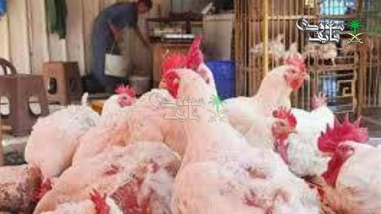 ارتفاع كبير في سعر الفراخ البيضاء.. أسعار الدواجن اليوم الثلاثاء 10-2-2026 بالمحال والبورصة